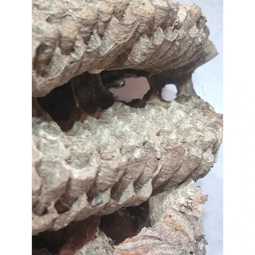 Empty Dried Hornet / Wasp Nest 6 Layers Educational Decoration Taxidermy BEE